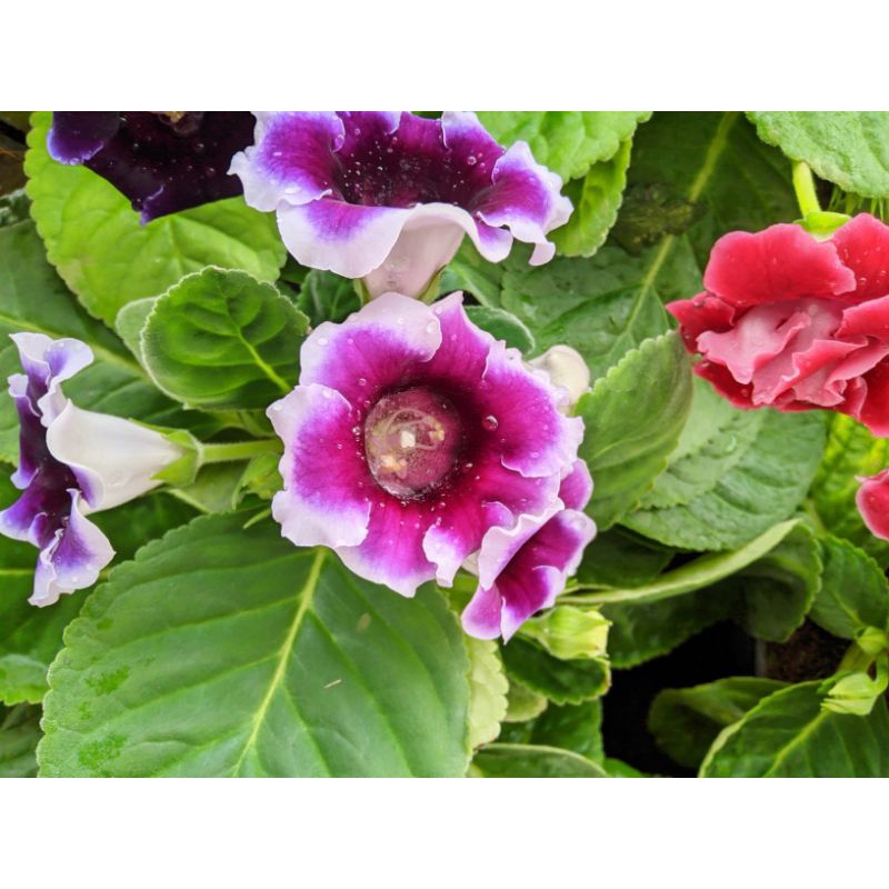 Tanaman hias Gloxinia bisa pilih warna