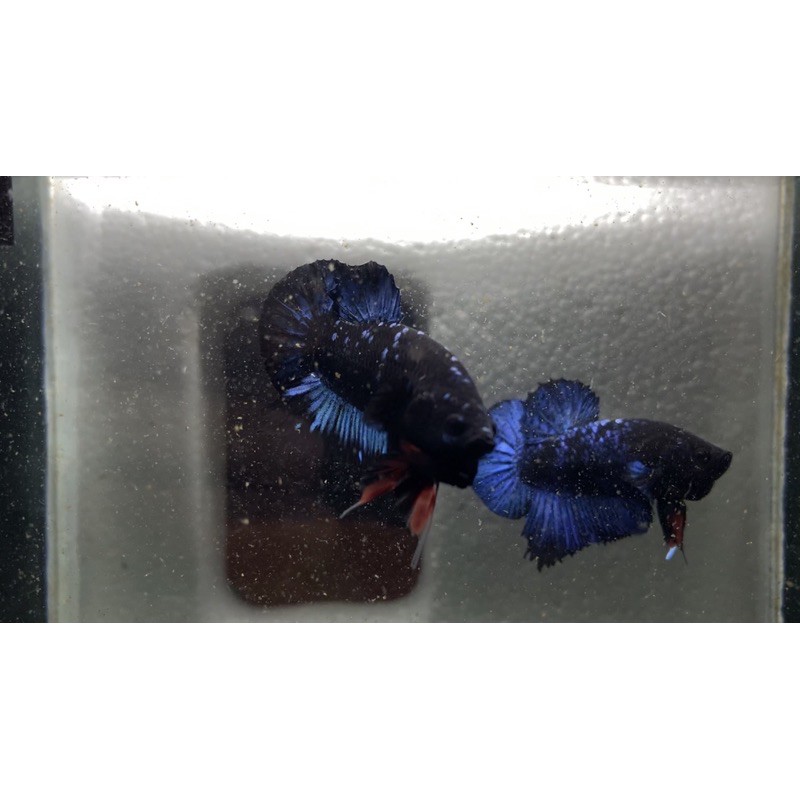 avatar gordon umur 3,5bulan