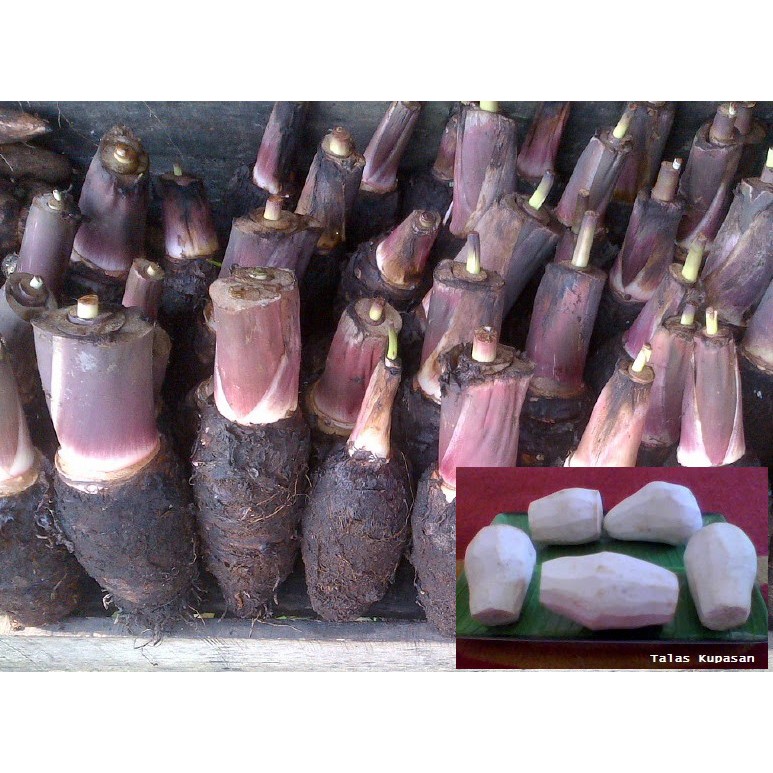 

Talas Pontianak (500 gr)