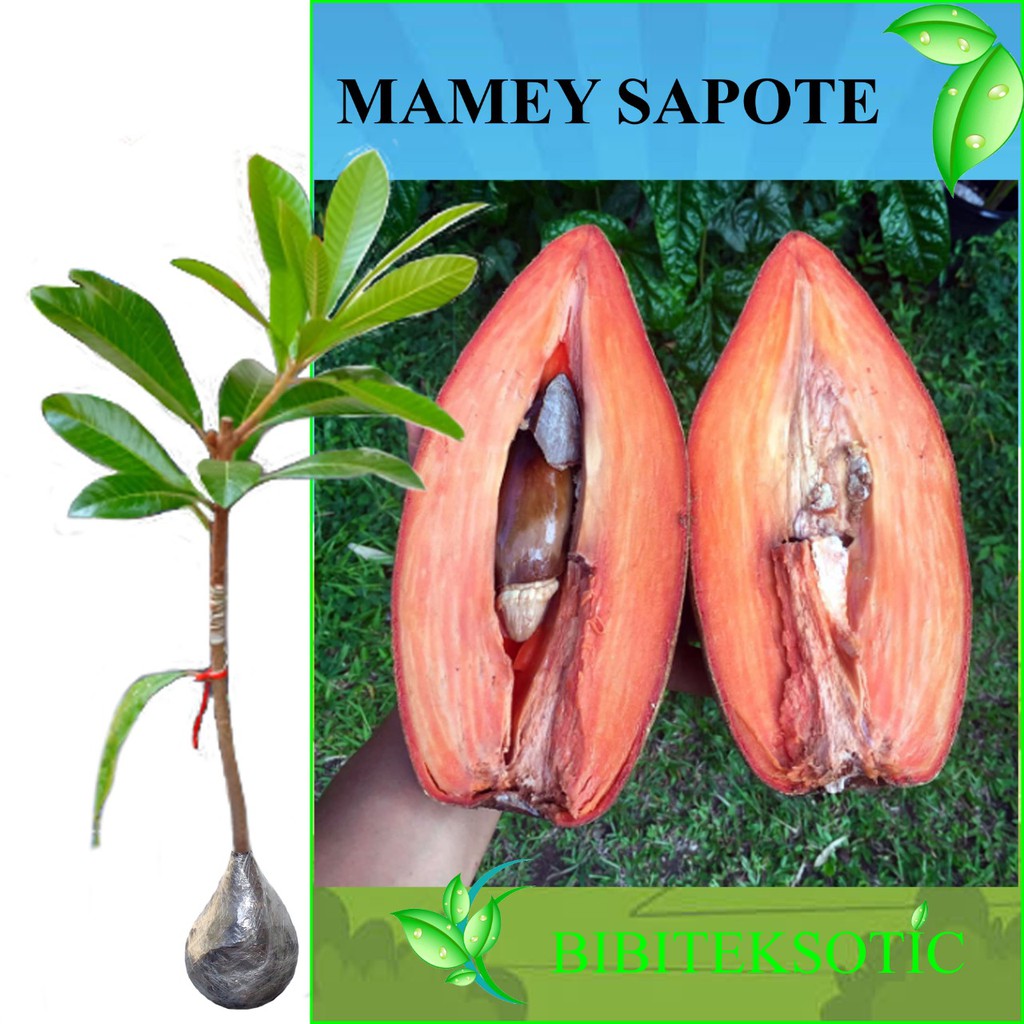 Tanaman Buah Sawo Mame Sapote