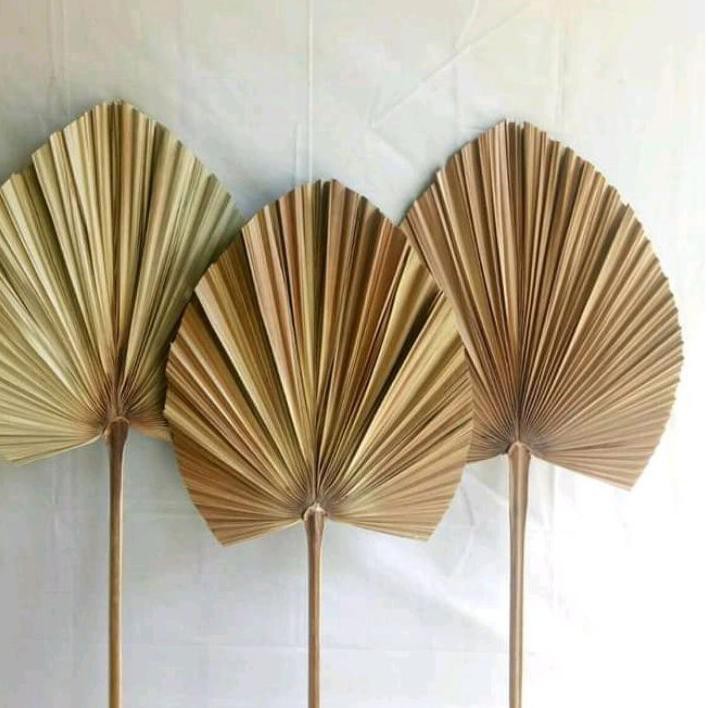 

Diskon!! (cxs-655) beli 10 gratis 1 daun palem kering natural