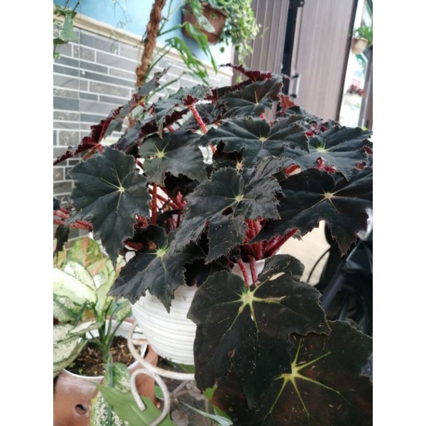 begonia Black velvet