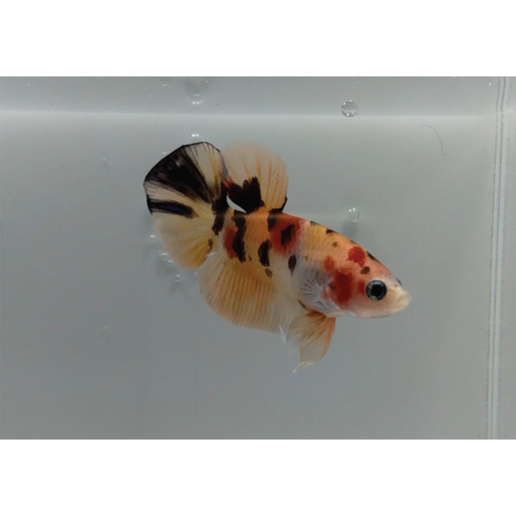 Cupang Male Nemo Classic / Leopard / Koi