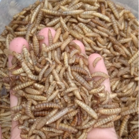 Grosir Maggot/Larva BSF Kering 50 kg Dry Maggot BSF Grade Pakan Ikan Premium Koi, Louhan, Arwana, Ch
