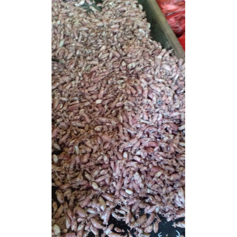 

Ikan asin baby Cumi Murah 1kg