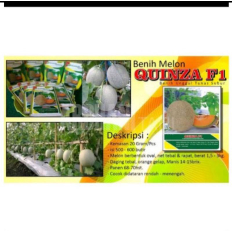 Melon Hibrida Quinza F1 20gr Original Rock Melon