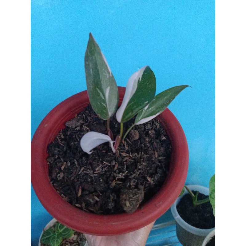 philodendron pink princes