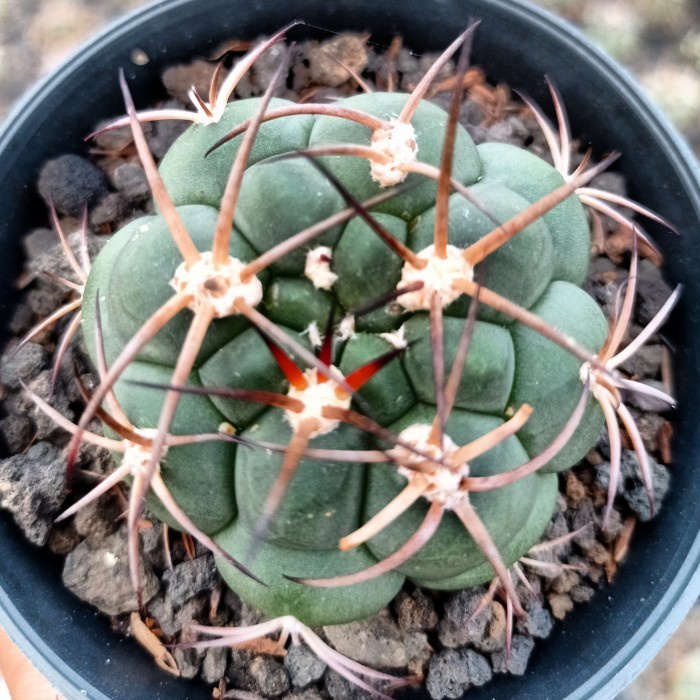 gymnocalycium saglionis KAKTUS SUKULEN TANAMAN HIAS
