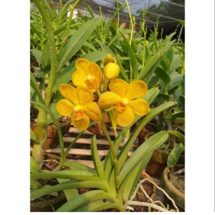 anggrek Vanda kuning dewasa bunga spike/knop