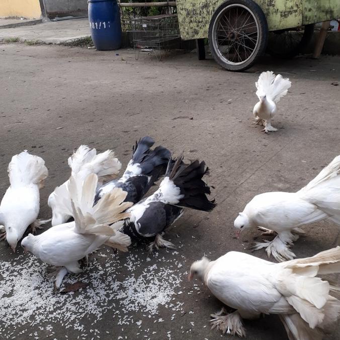 Merpati Hias Kipas Satuan | Mainan