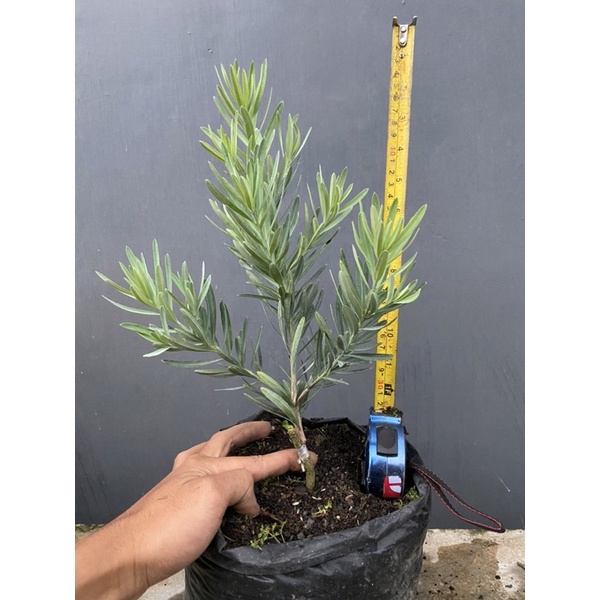 bahan bonsai lohansung blue ice