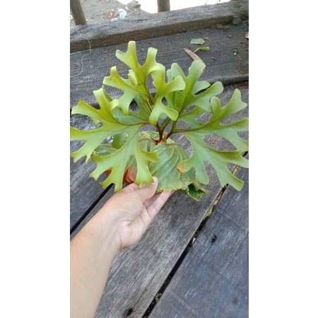 TANAMAN TANDUK RUSA (platycerium ridleyi) size mini isi 2 pcs