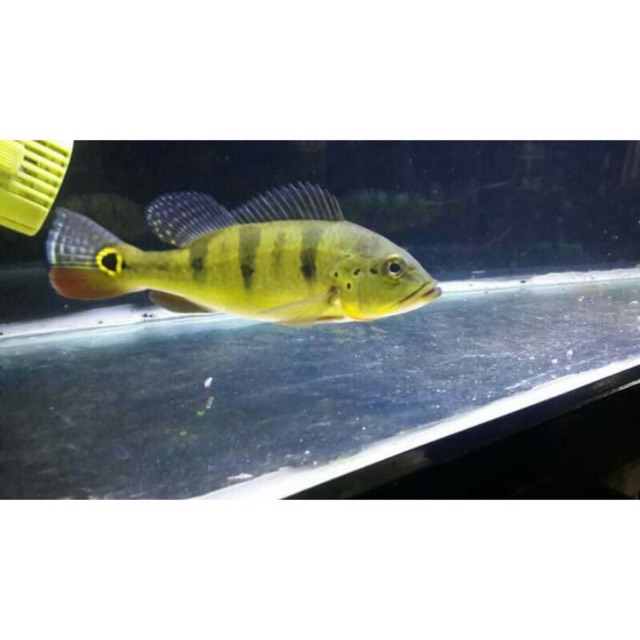 peacock bass pbass mono 5cm termurah