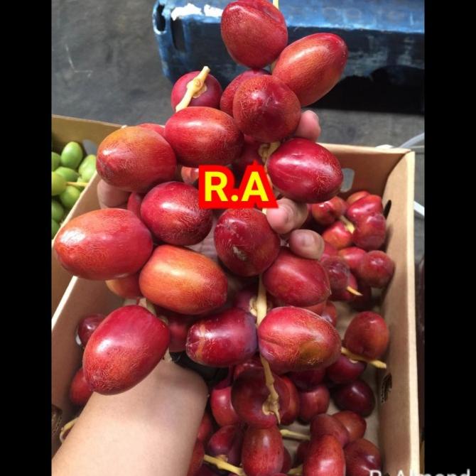 

TERLARIS kurma muda merah per 500 gr/KURMA 1KG/KURMA BARARI/KURMA RUTHOB/KURMA BAM/KURMA PALM FRUIT/KURMA TANGKAI/KURMA AZWA/KURMA SUKKARI/KURMA SAFAWI/KURMA TUNISIA/KURMA MUDA KUNING/KURMA MUDA HIJAU/KURMA MEDJOL/KURMA MADINAH SUPER