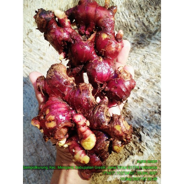 Bibit jahe merah super 1 kg