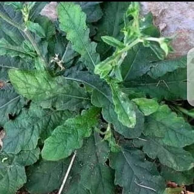 

Daun tapak liman