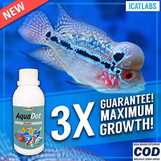 [B2] AQUADOT PAKAN GROWTH IKAN IKAN KOI IKAN HIAS IKAN LOUHAN IKAN ARWANA ARWANA IKAN KOKI AQUARIUM