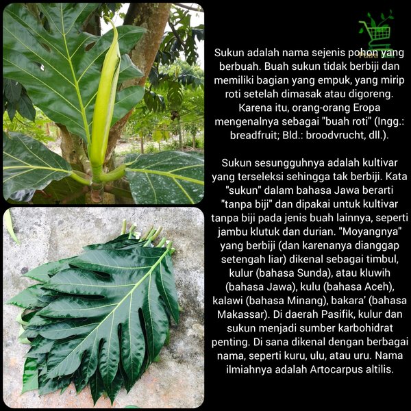 

Daun sukun segar