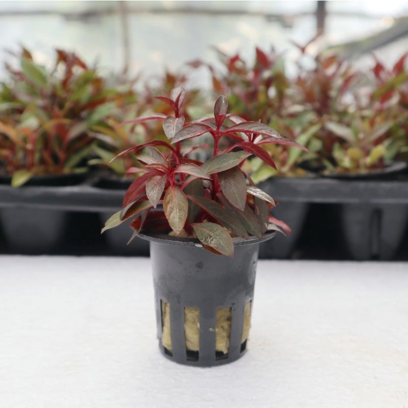 Ludwigia Glandulosa ( Tanaman Aquascape ) Tumbuhan Aquarium