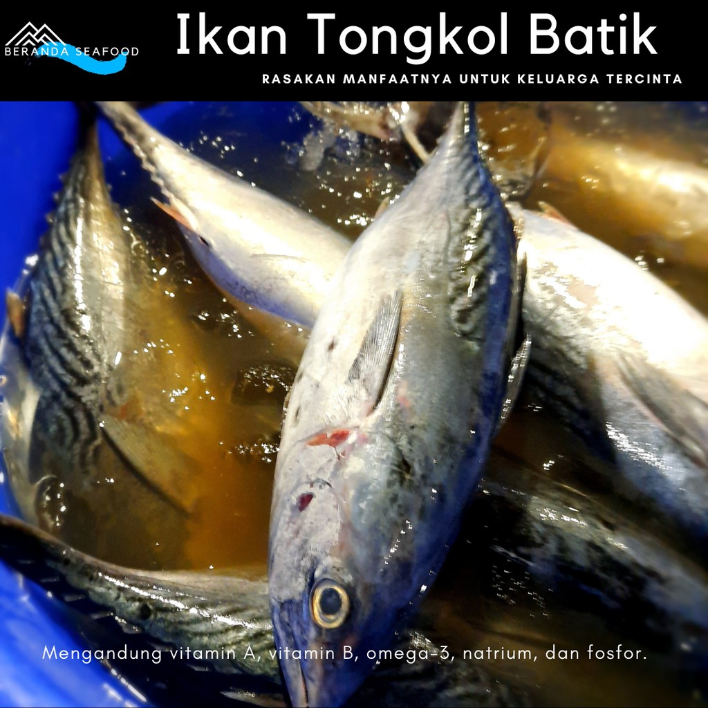 

Ikan Tongkol Batik Segar (kualitas super premium)