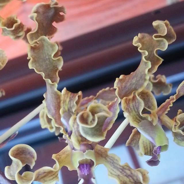 Remaja Anggrek Dendrobium discolor Blue Lips