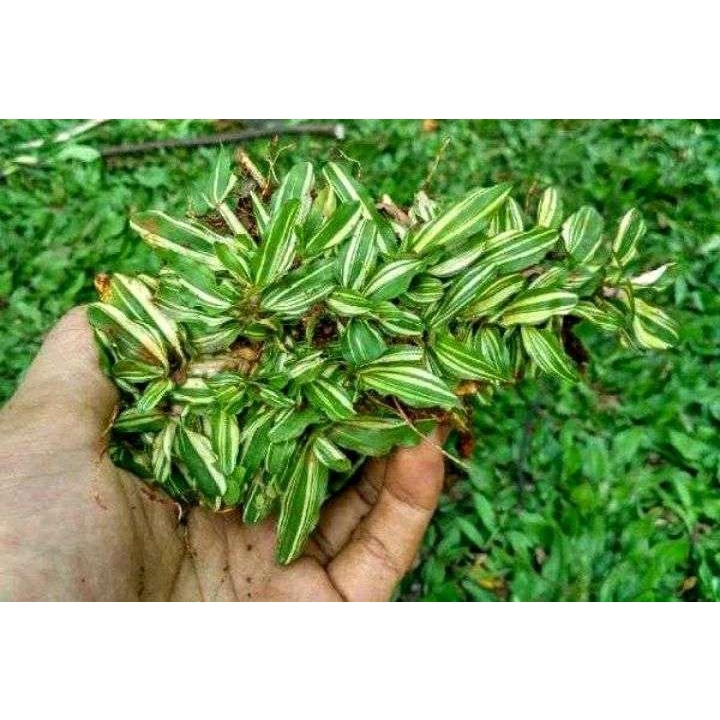 Rumput gajah mini varigata / rumput mutiara varigata 1 meter x 1 meter