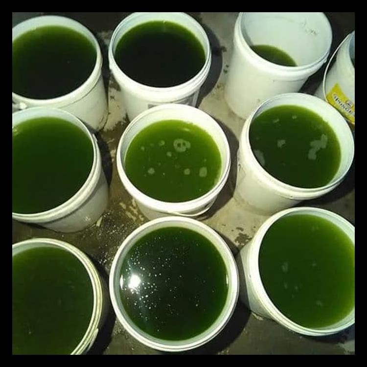 Green Water Pakan Daphnia Magna Dan Kutu Air Promo 