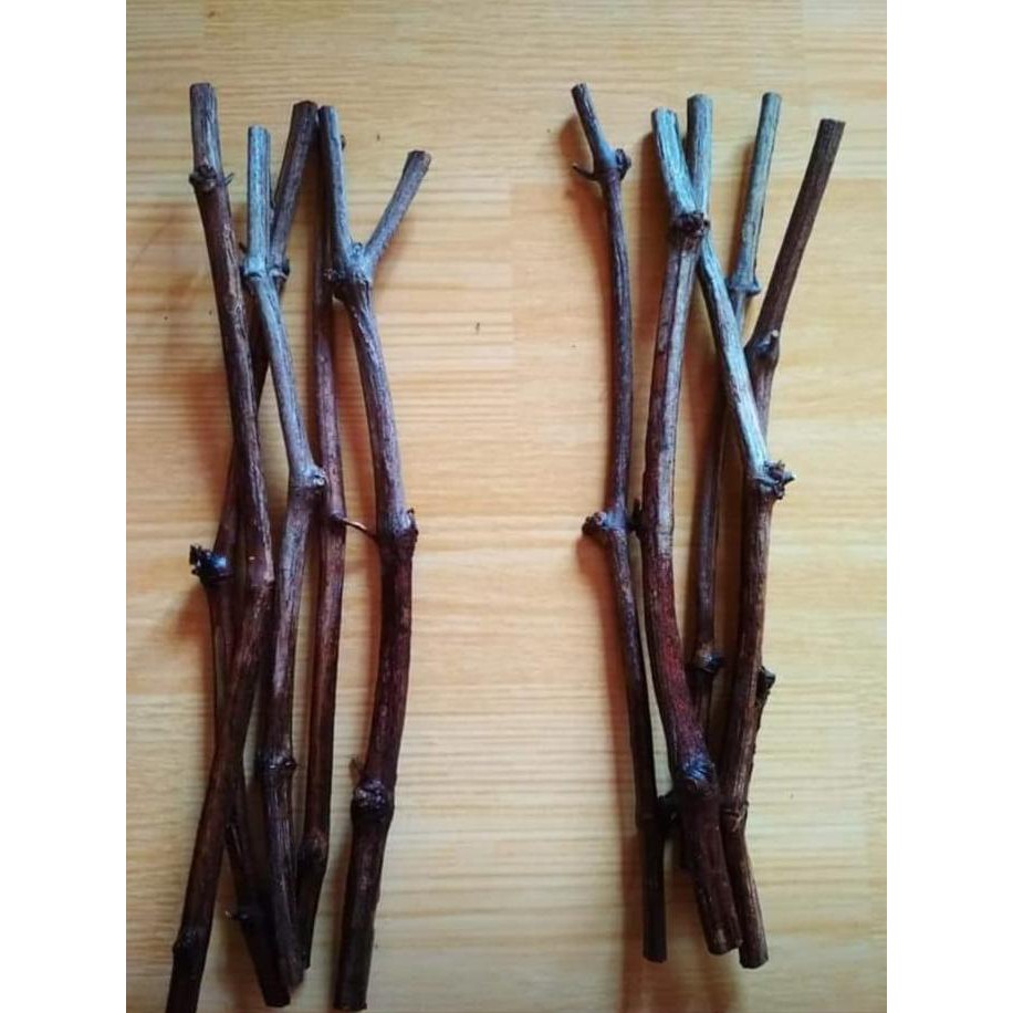 PROMO 10 BIBIT STEK CUTTING ANGGUR NINEL VARIETAS IMPORT