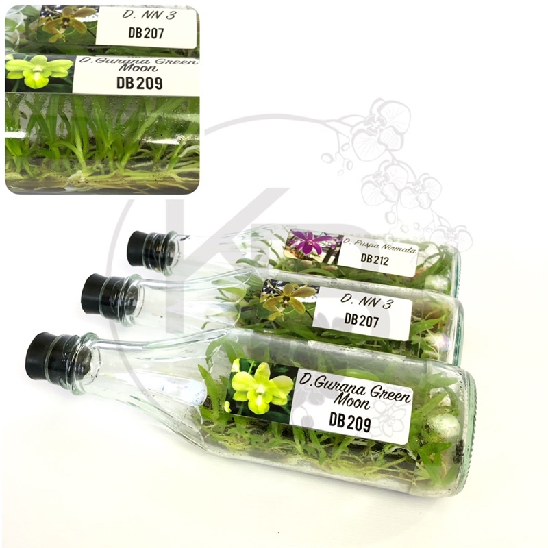 Anggrek Dendrobium Bulant Botol | Bibit Anggrek Dendro | Anggrek Dendrobium Bulat