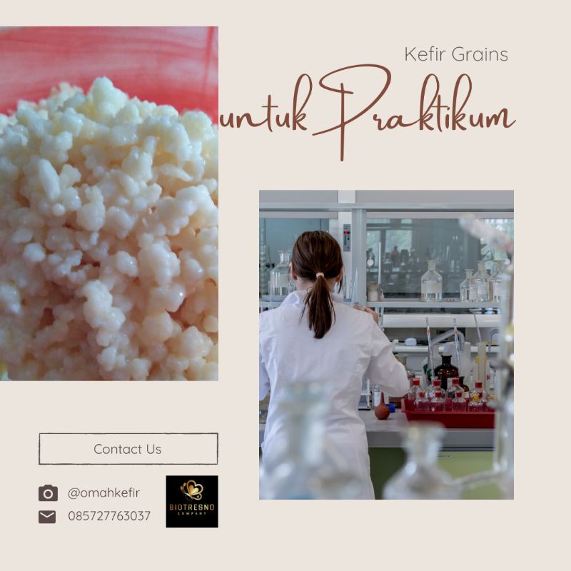 

Kefir Grains | murah | asli garansi