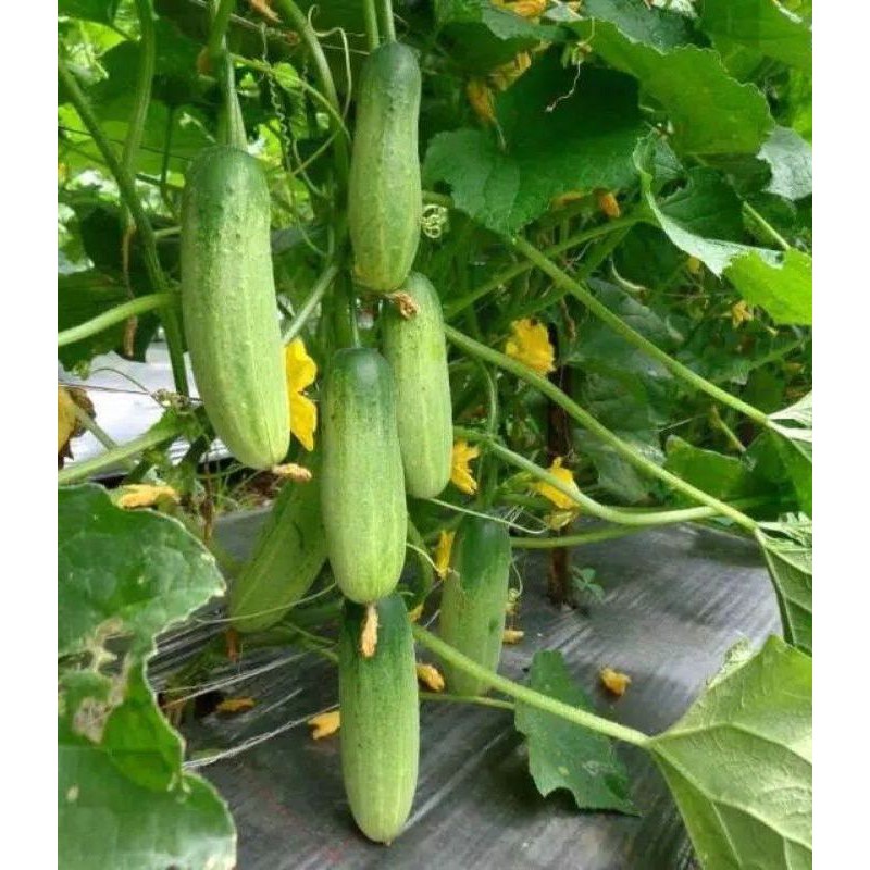 Benih Mentimun Baby 007 F1