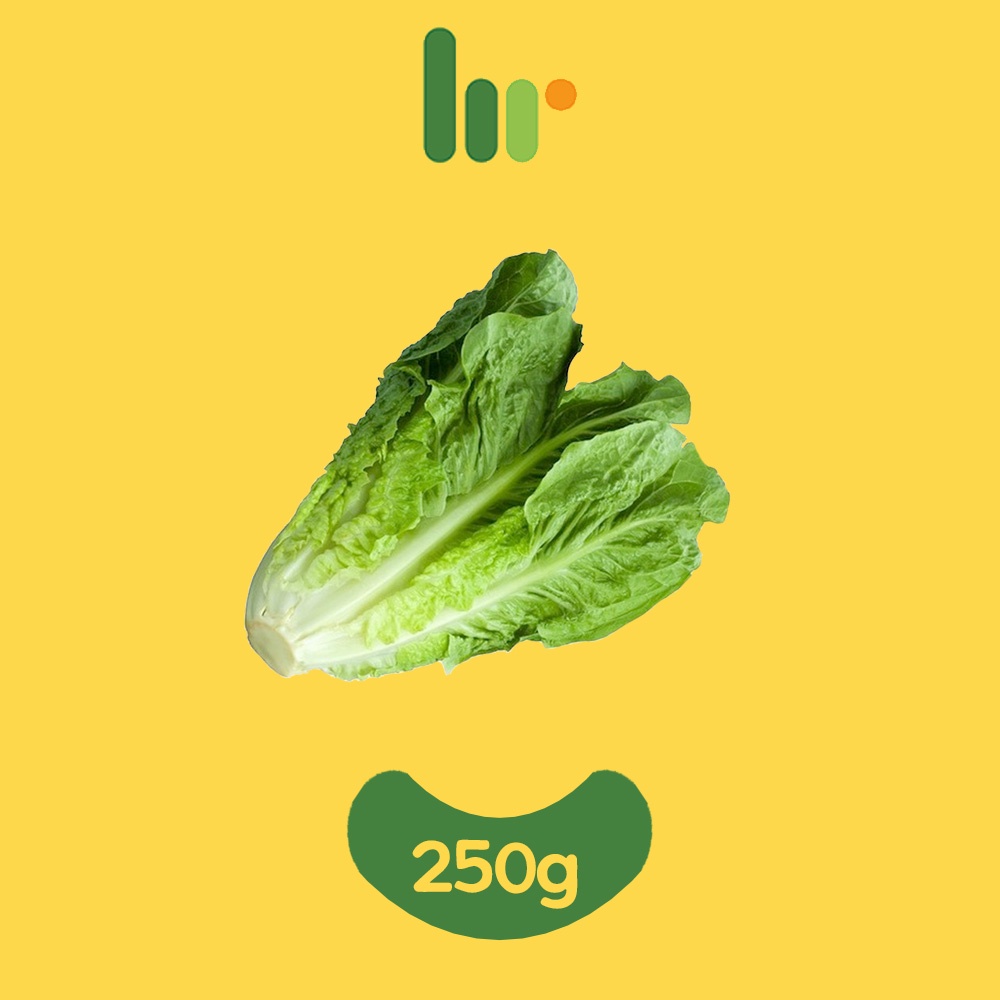 

Selada Romaine
