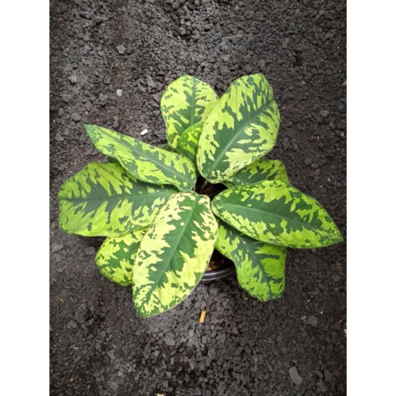 ID HOMALOMENA WALISI / ARMI