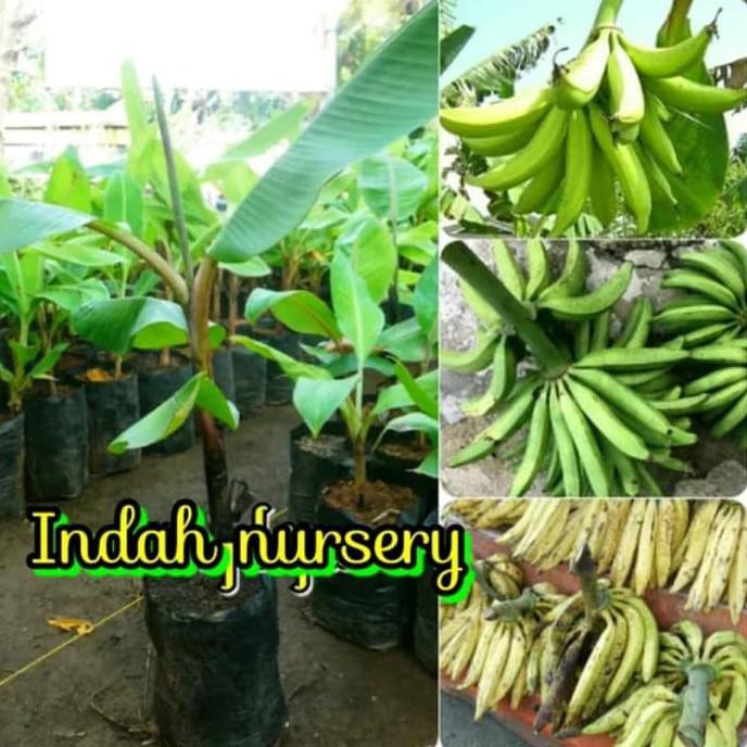 Bibit Buah Pisang Tanduk Super P0K