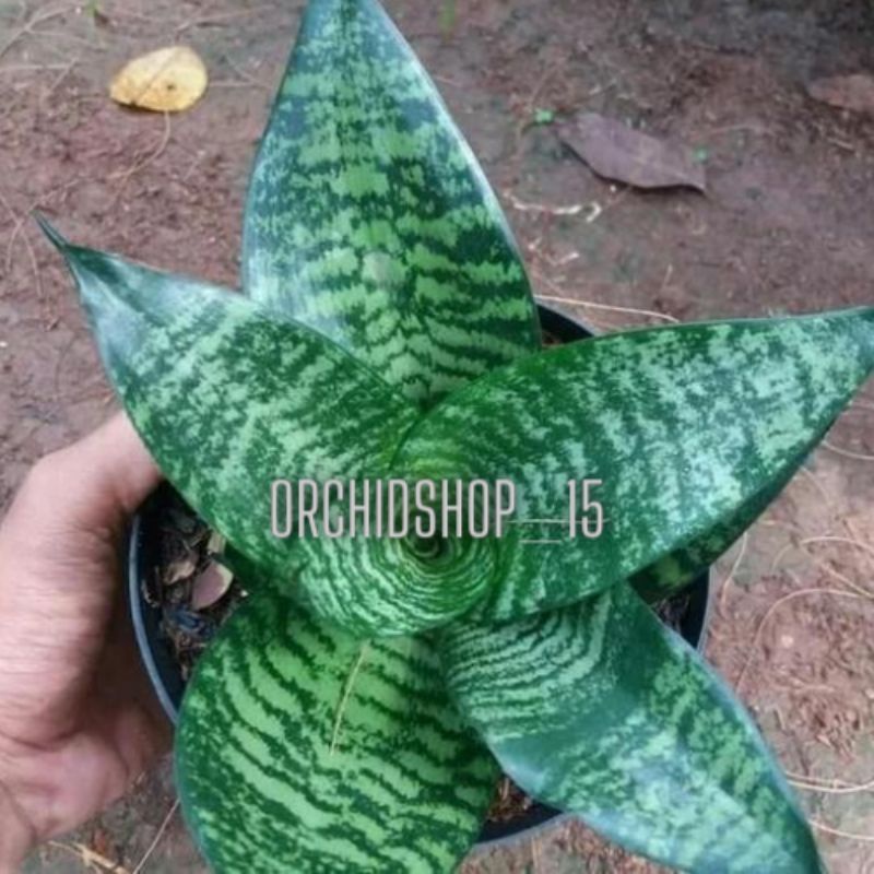 Tanaman Hias Sansivera Mini Hijau - Tapis Kodok - Tanaman Sukulen