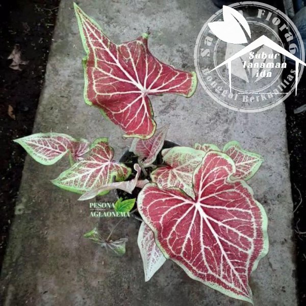 Promo PROMO BONGGOL CALADIUM KELADI LIPSTIK IMPORT CALADI BIBIT THAILAND Limited