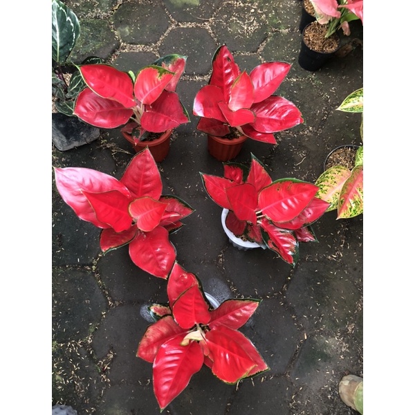 Aglaonema suksom jaipong jumbo lokal