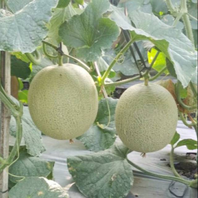 

Melon Rock/Orange Berat Sekitar 1200 gram/pcs