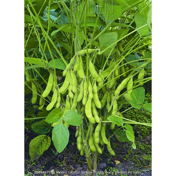 Benih Kacang Edamame Bibit Edamame