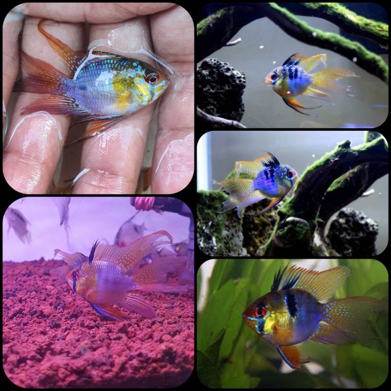 ikan ramirezi german balon slayer untuk aquarium dan aquascape