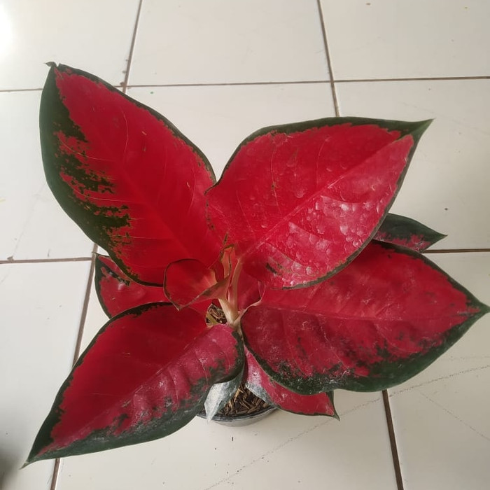 aglonema suksom jaipong - Aglonema merah Suksom