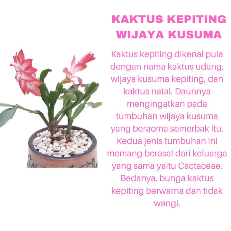 PROMO TANAMAN HIAS KAKTUS KEPITING WIJAYA KUSUMA KUALITAS SUPER WARNA RANDOM | COD