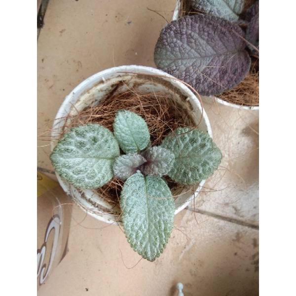 Episcia import/Episcia Lemon zast Import