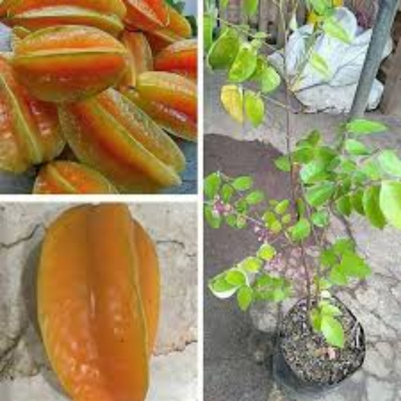 Bibit belimbing madu belimbing dewi