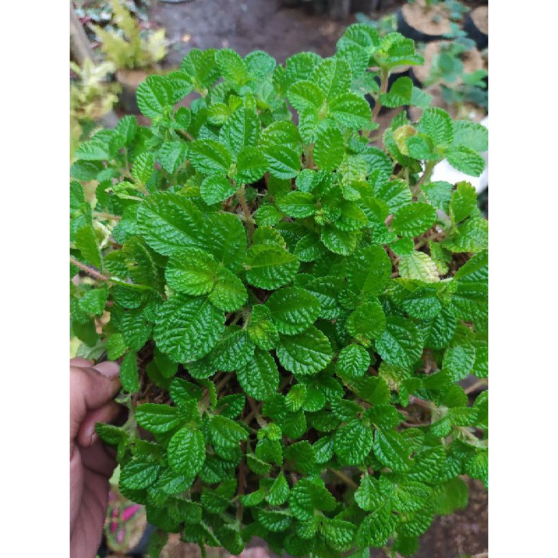 DAUN MINT RIMBUN GRADE A KUALITAS SUPER