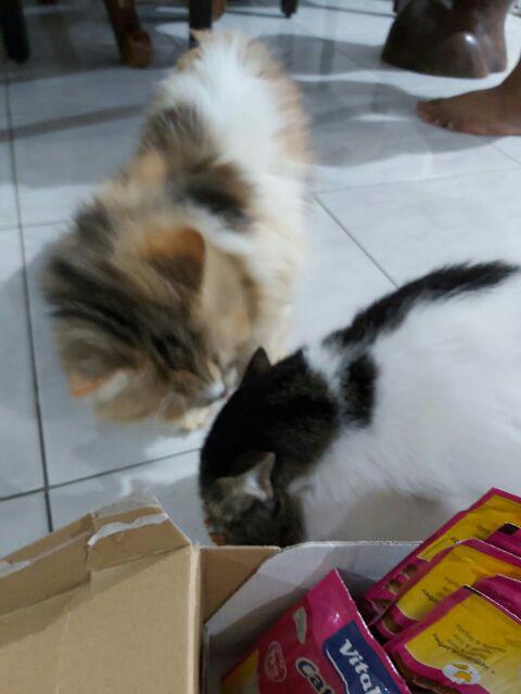 Shopee Indonesia Jual Beli Di Ponsel Dan Online