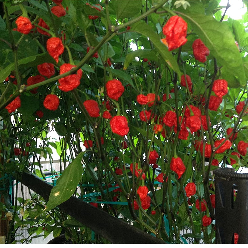 2 Bibit Cabe Carolina Reaper Merah Benih Cabai Rekor Terpedas di Dunia Kualitas Premium Sayuran Red-4