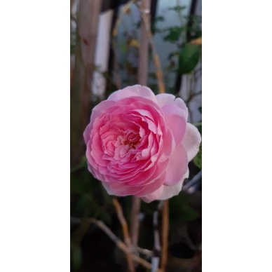 mawar import monceour rambat wangi (indukan)