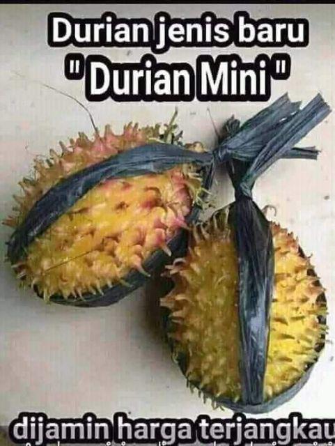 Baju Batik Pria Gus Azmi Syubbanul Muslimin Batik Katun Halus Hadroh Azzahir Santri Muslim, Moderen