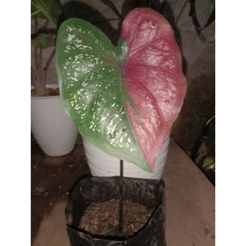 caladium Baret /keladi Baret